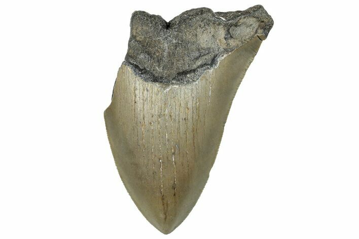 Bargain, Fossil Megalodon Tooth - Serrated Blade #295432